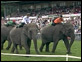 Das Elefantenrennen